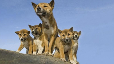 Собаки сокращаются. Но это неточно